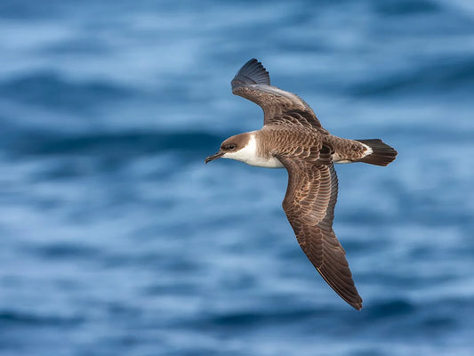 Meet The Shearwater